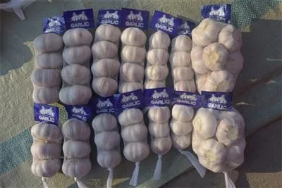 Frissen szedett fokhagyma