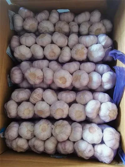 Lila héjú fokhagyma